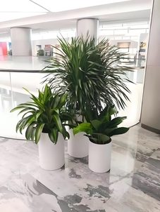 余姚花木租赁，价格亲民超实惠，绿植装点多彩生活！